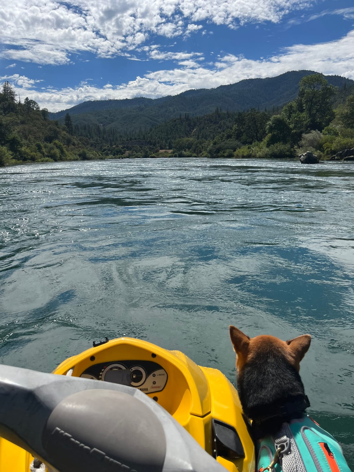 Wide view up a river channel toward forested mountains, with a dog watching from the back of the jet ski