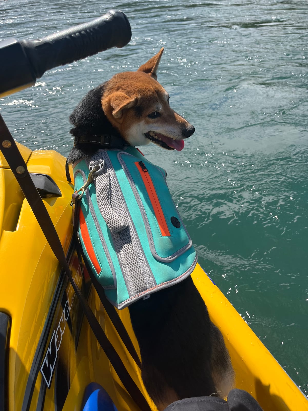 A Shiba Inu in a teal and orange life vest standing on the rear deck of the yellow jet ski